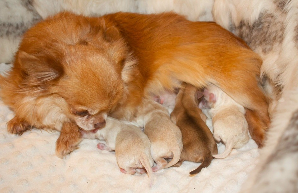 chiot Chihuahua Des Minis Trésors