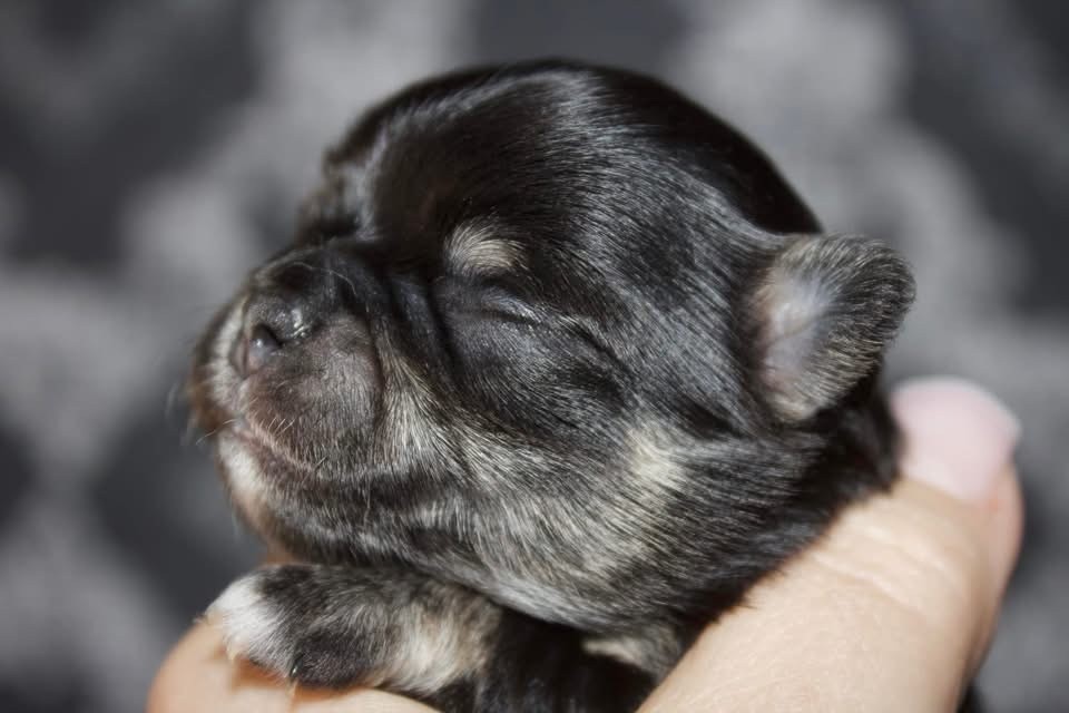 Des Minis Trésors - Chiot disponible  - Chihuahua