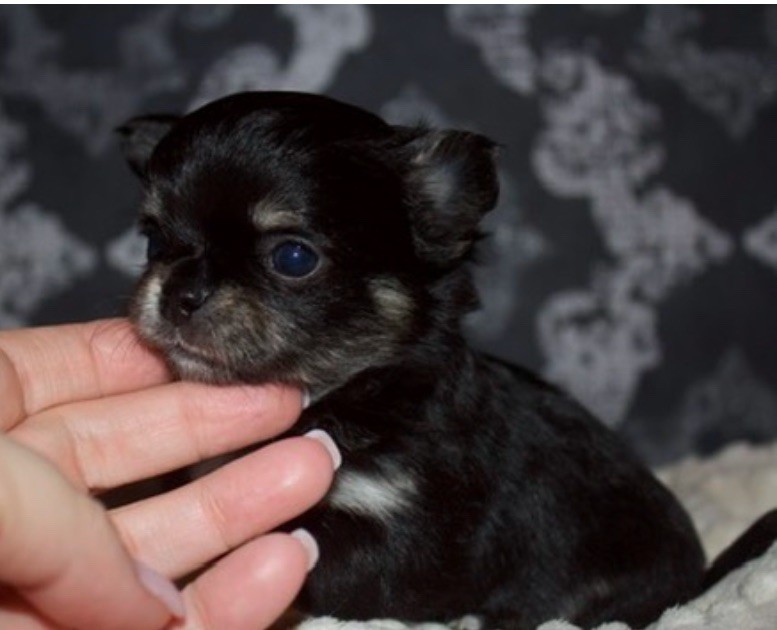 Des Minis Trésors - Chiot disponible  - Chihuahua