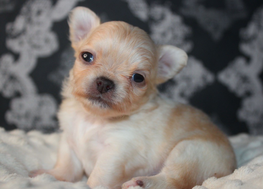 Des Minis Trésors - Chiot disponible  - Chihuahua