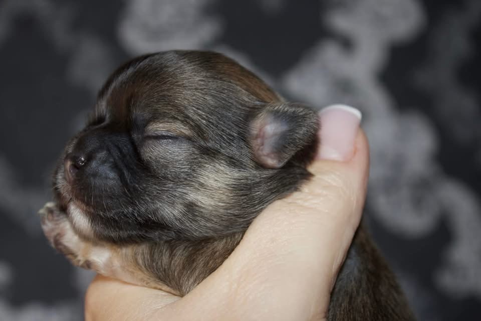 Des Minis Trésors - Chiot disponible  - Chihuahua