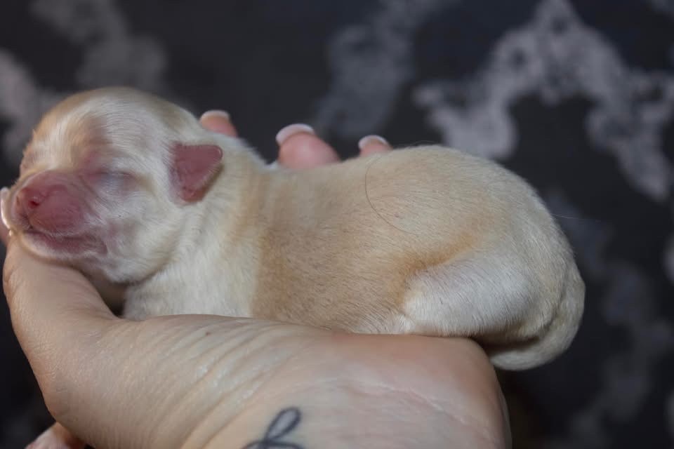 Des Minis Trésors - Chiot disponible  - Chihuahua