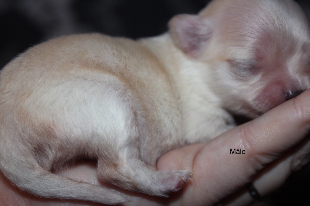 Des Minis Trésors - Chiot disponible  - Chihuahua