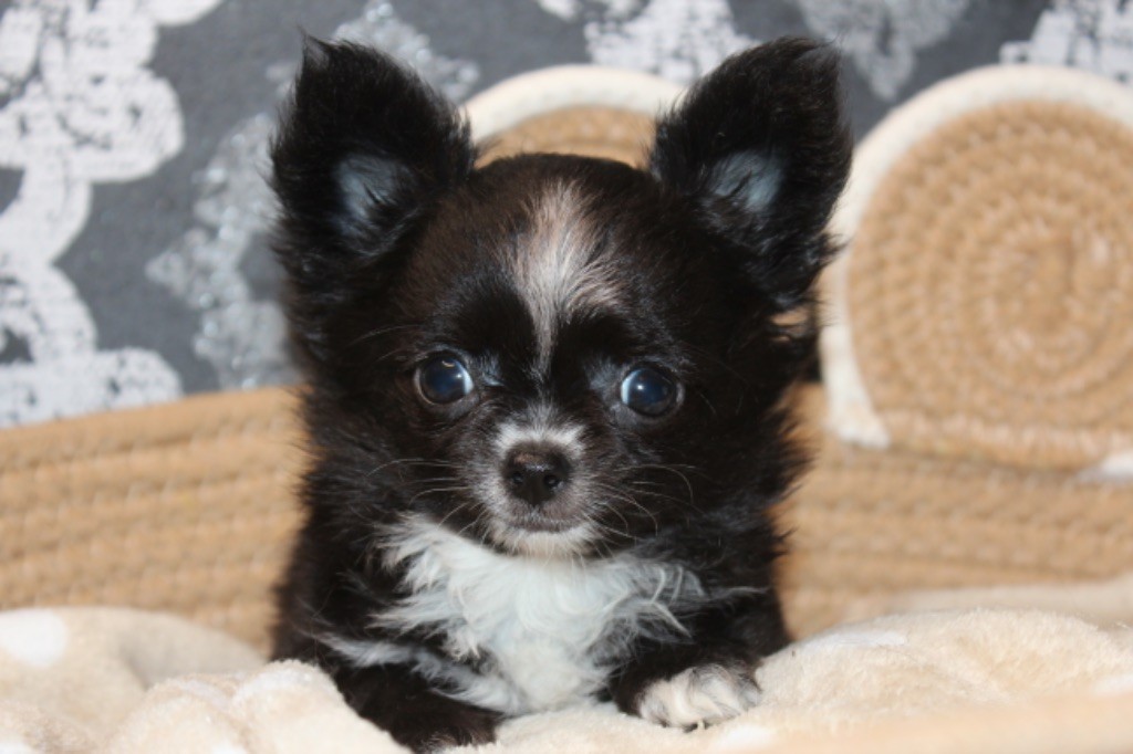 Des Minis Trésors - Chiot disponible  - Chihuahua