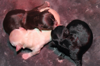 Des Minis Trésors - Chihuahua - Portée née le 02/02/2024