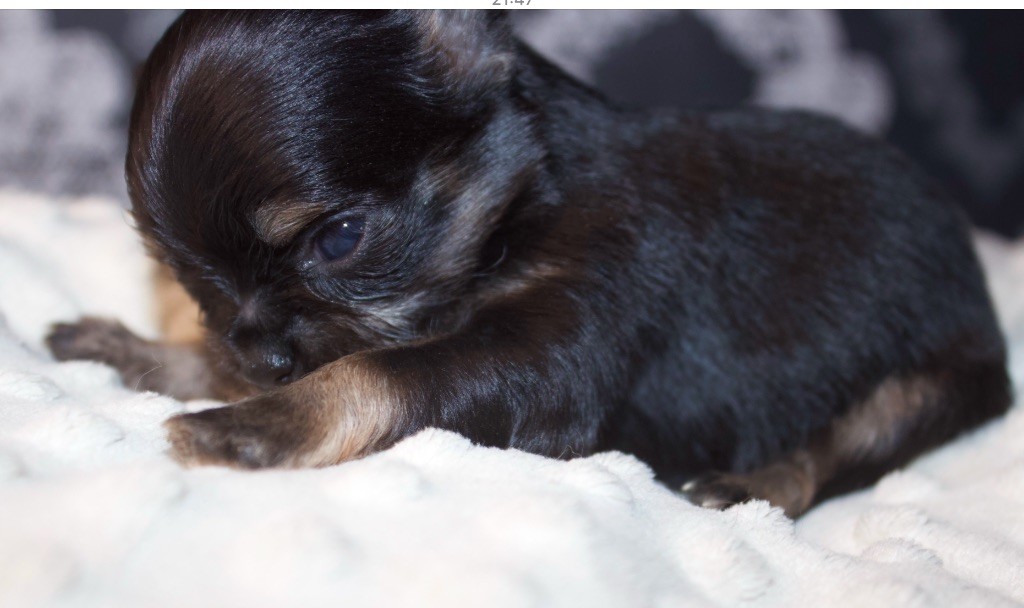 Des Minis Trésors - Chiot disponible  - Chihuahua