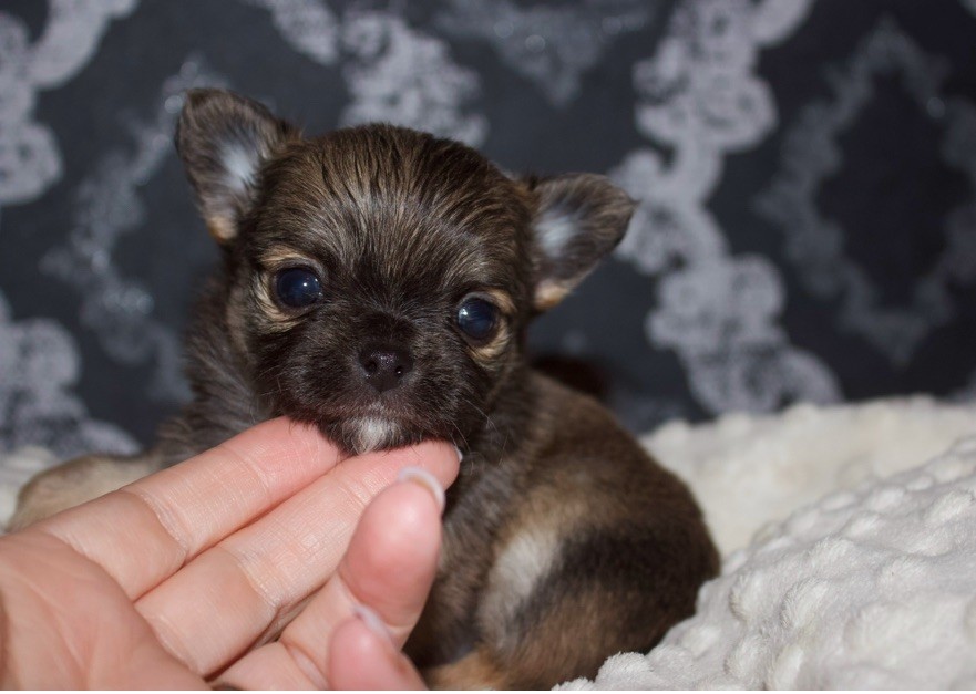 Des Minis Trésors - Chiot disponible  - Chihuahua