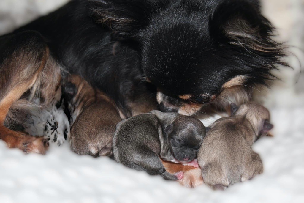 chiot Chihuahua Des Minis Trésors