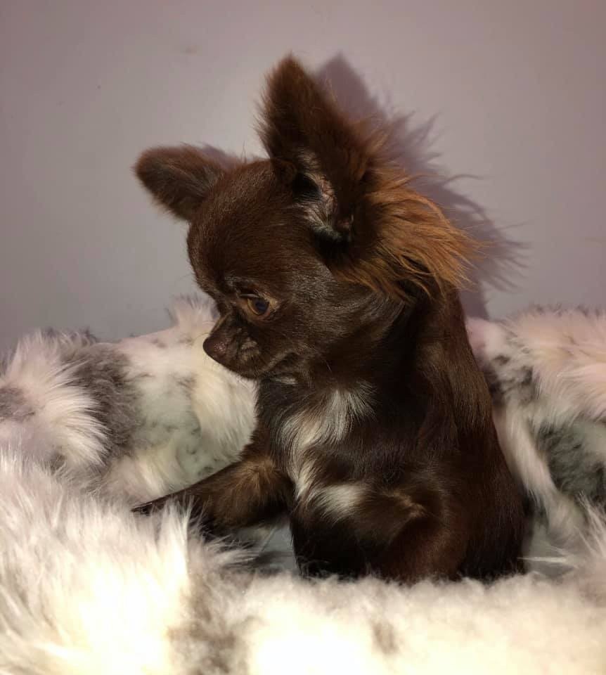 Rubi Du Rêve Des Lutins