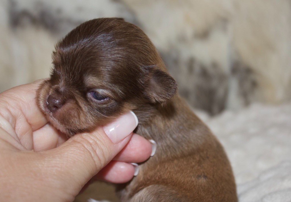 Des Minis Trésors - Chiots disponibles - Chihuahua