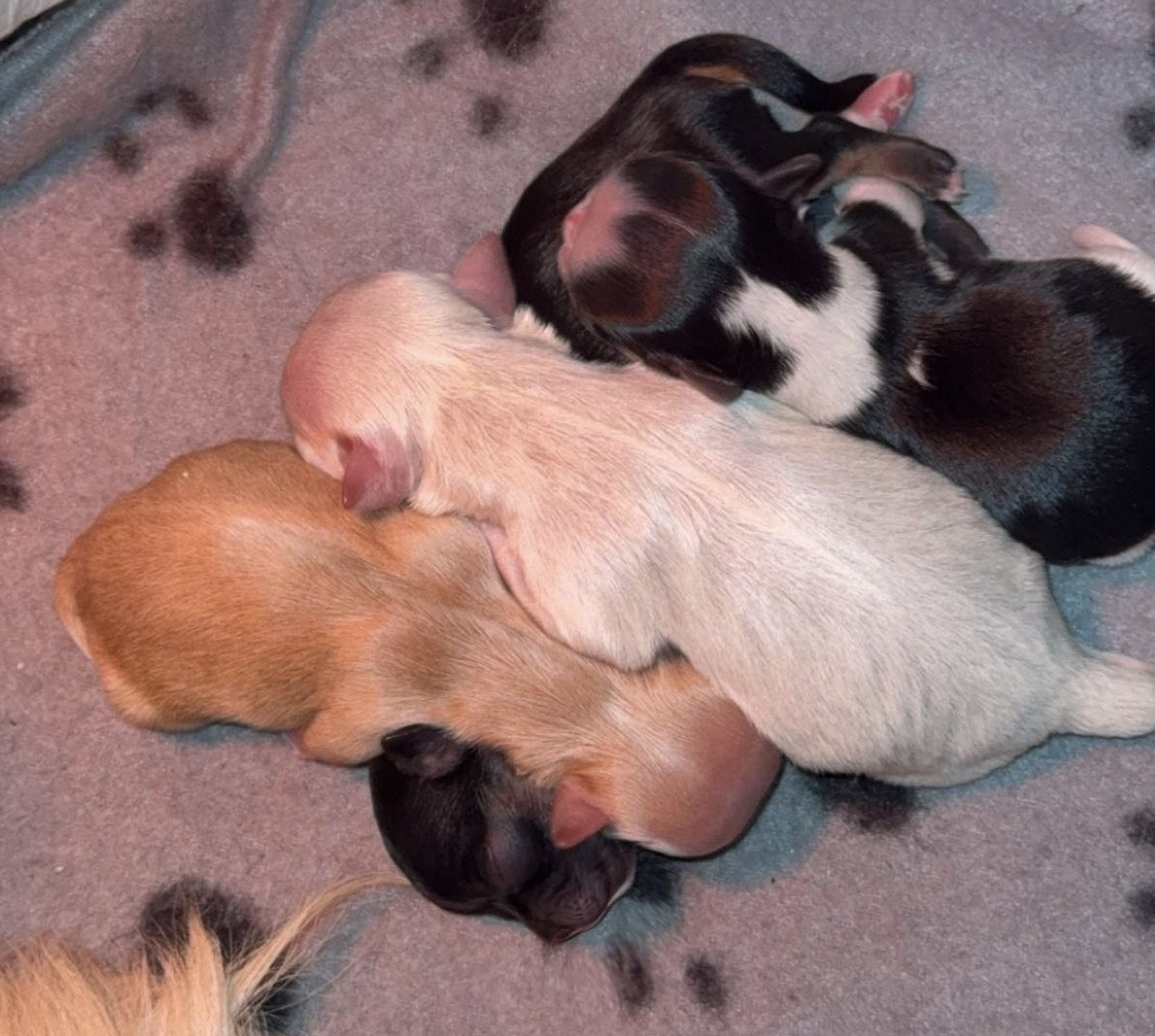 Des Minis Trésors - Chihuahua - Portée née le 04/02/2026