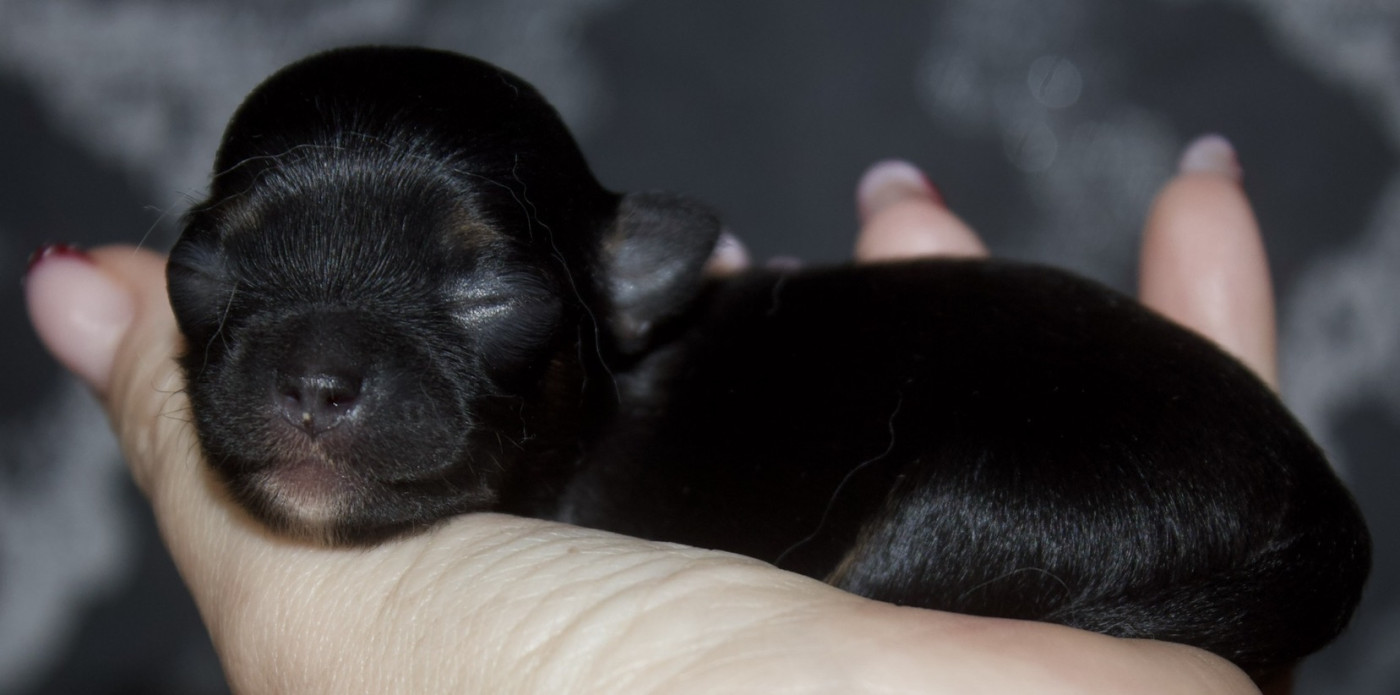 Des Minis Trésors - Chiots disponibles - Chihuahua