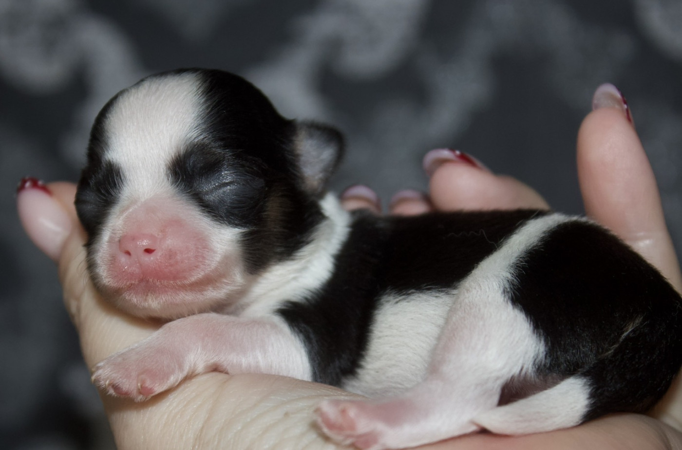 Des Minis Trésors - Chiots disponibles - Chihuahua