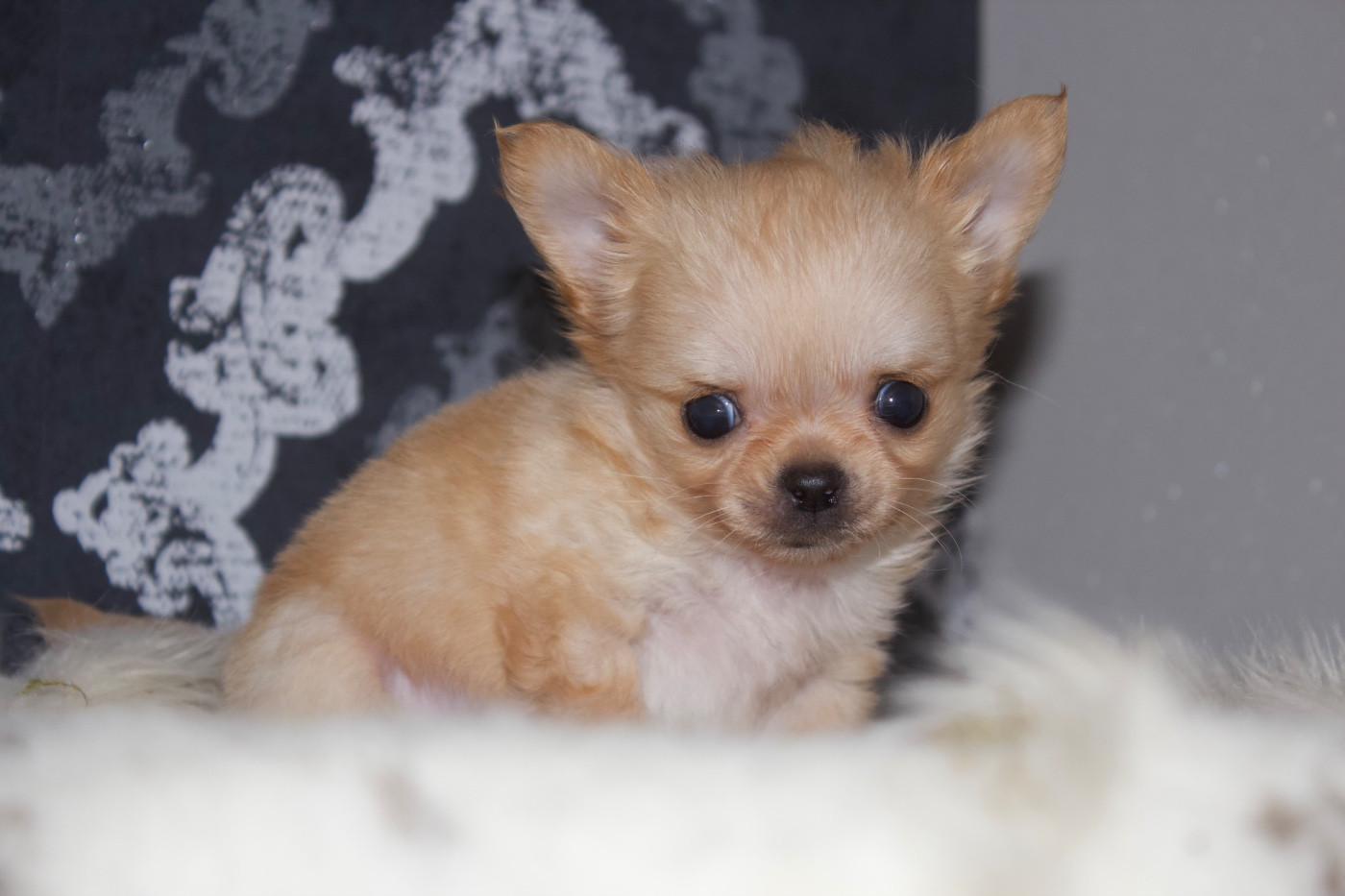 Des Minis Trésors - Chiots disponibles - Chihuahua
