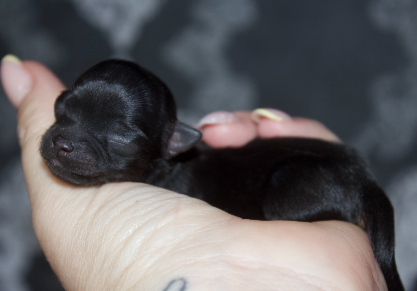 Des Minis Trésors - Chiots disponibles - Chihuahua