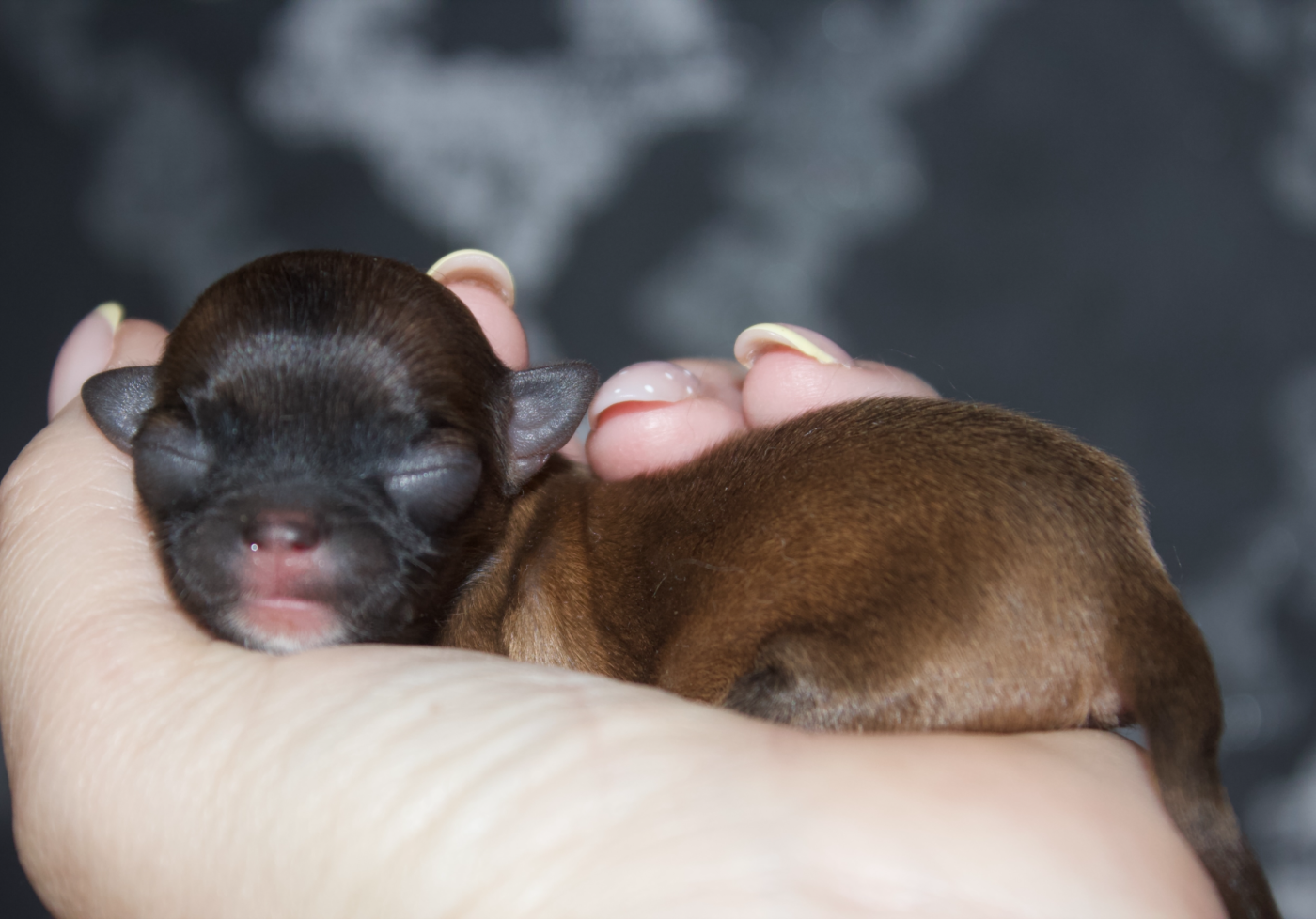 Des Minis Trésors - Chiots disponibles - Chihuahua