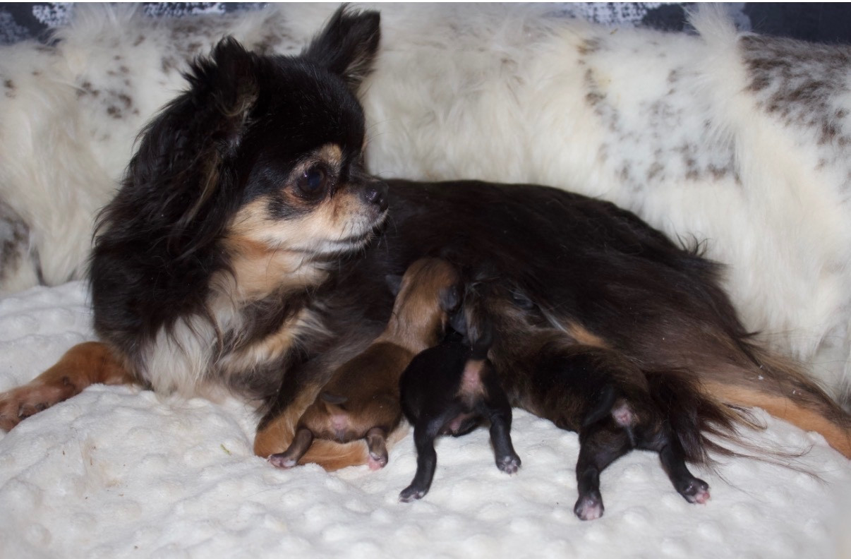 Chiot Chihuahua Des Minis Trésors