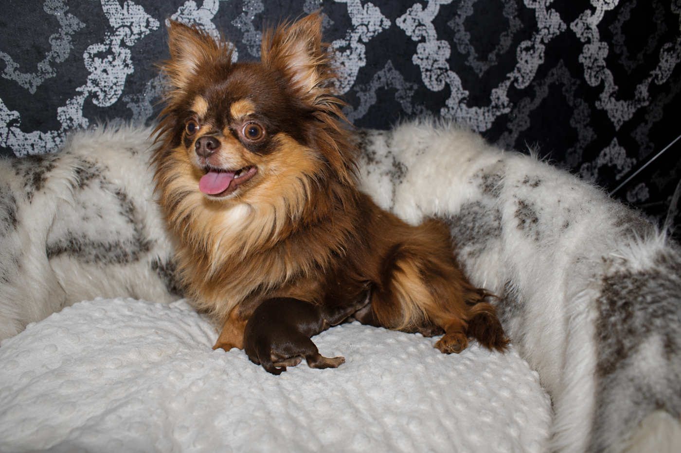 Chiot Chihuahua Des Minis Trésors