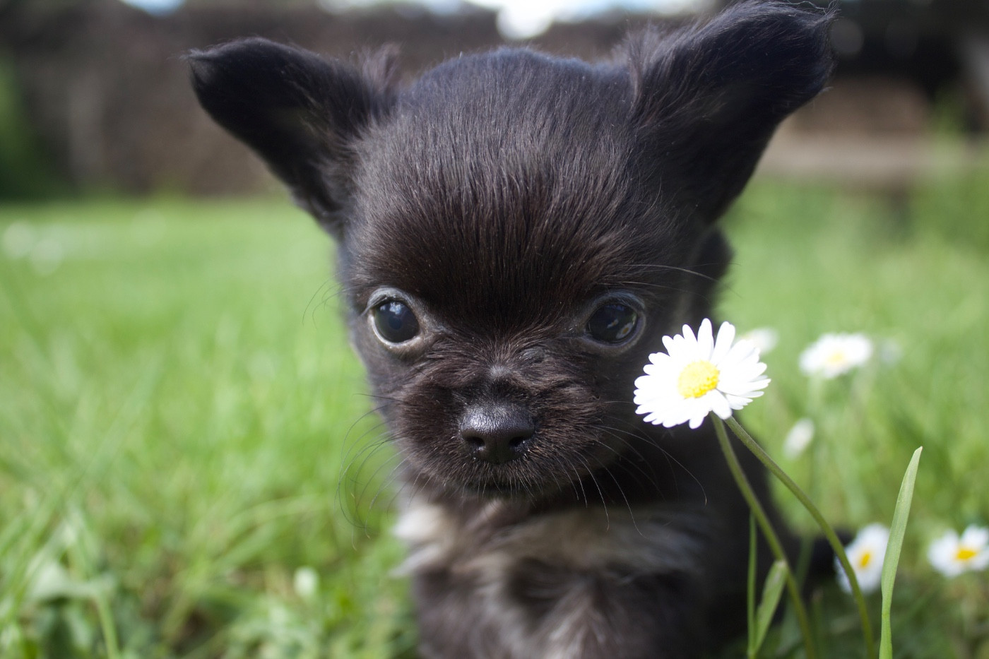 Des Minis Trésors - Chiots disponibles - Chihuahua