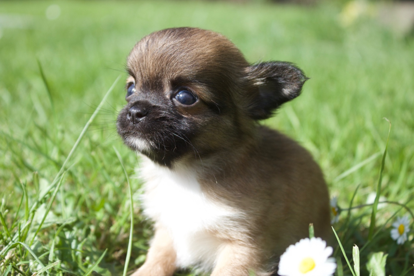 Des Minis Trésors - Chiots disponibles - Chihuahua