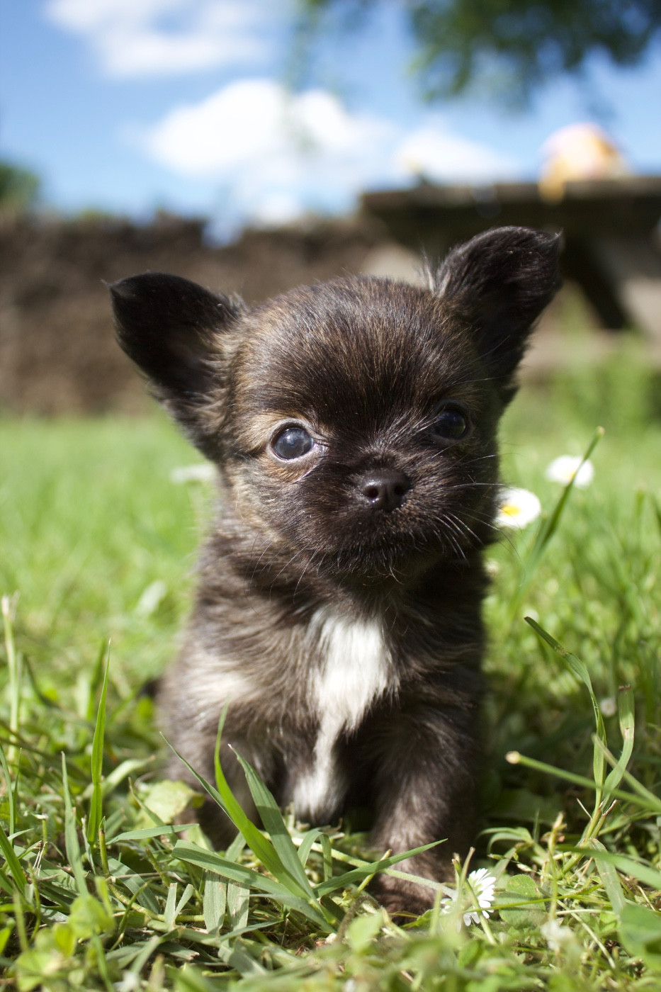 Des Minis Trésors - Chiots disponibles - Chihuahua