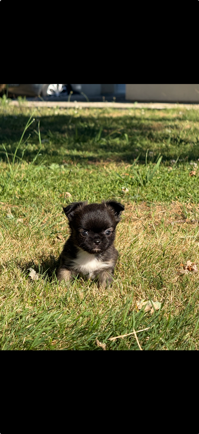 Des Minis Trésors - Chiots disponibles - Chihuahua