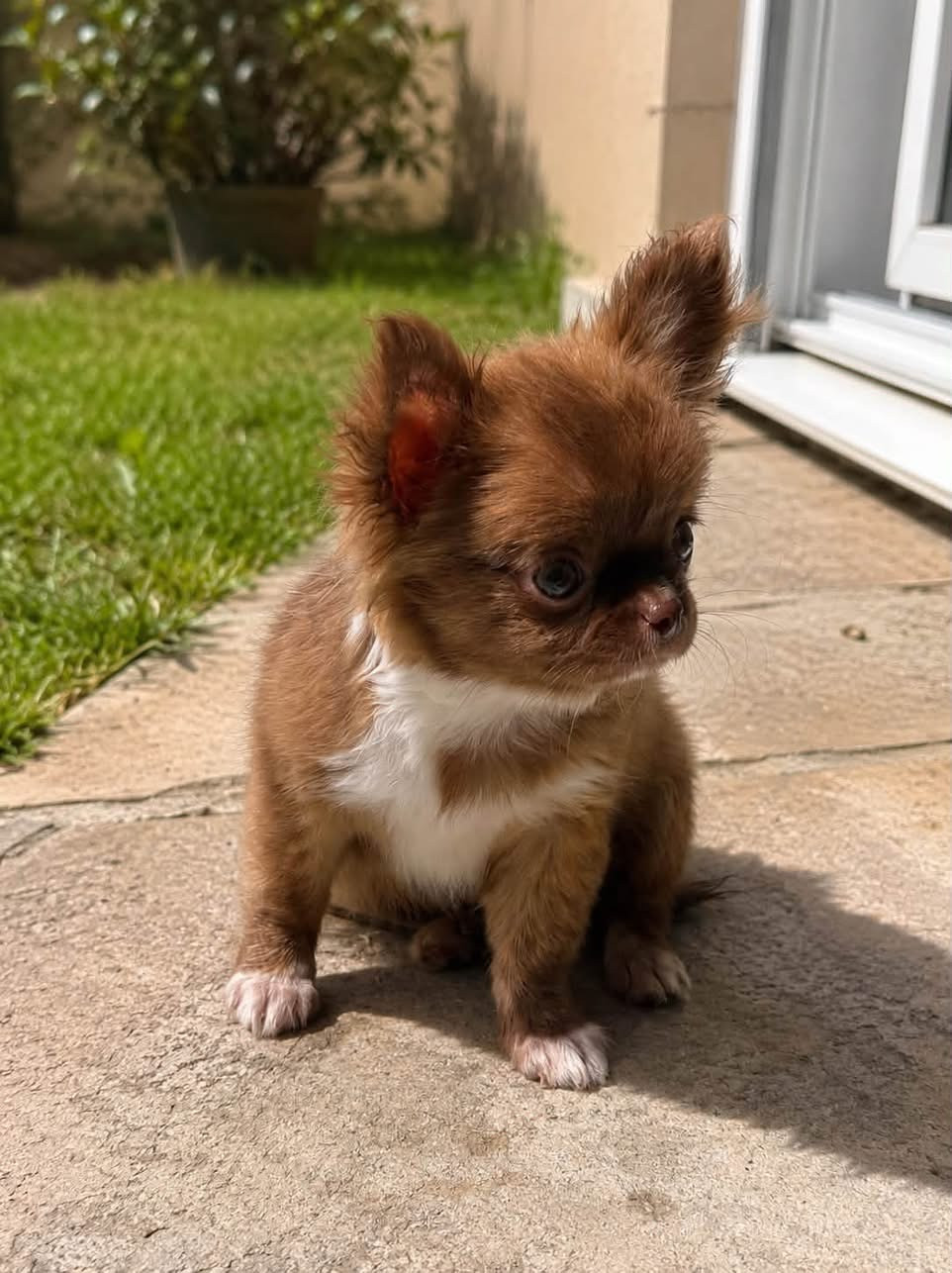 Des Minis Trésors - Chiots disponibles - Chihuahua