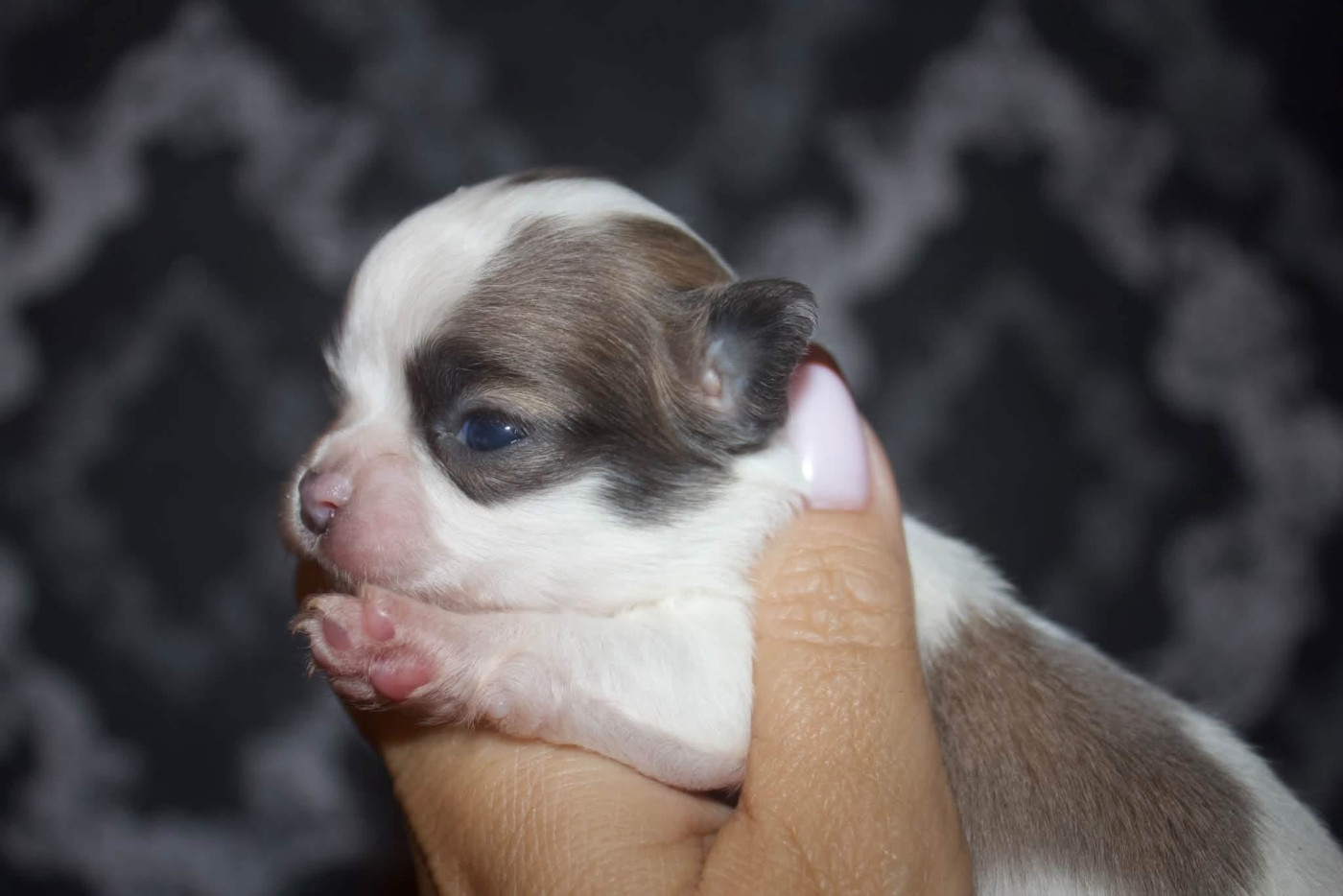 Des Minis Trésors - Chiots disponibles - Chihuahua