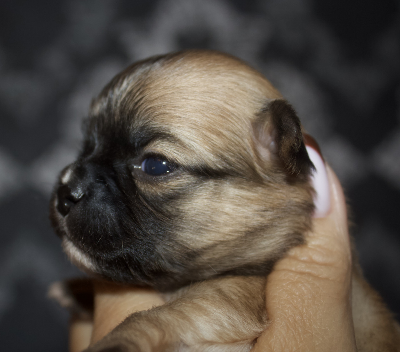 Des Minis Trésors - Chiots disponibles - Chihuahua