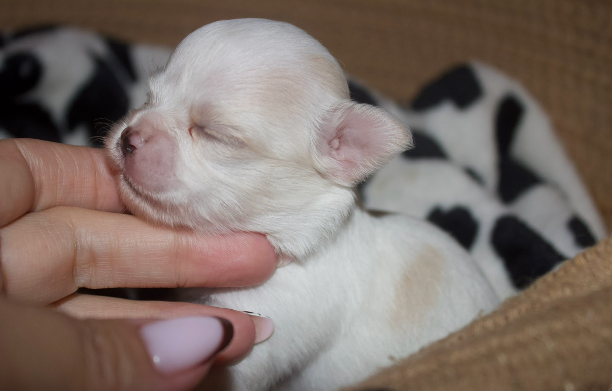 Des Minis Trésors - Chiots disponibles - Chihuahua