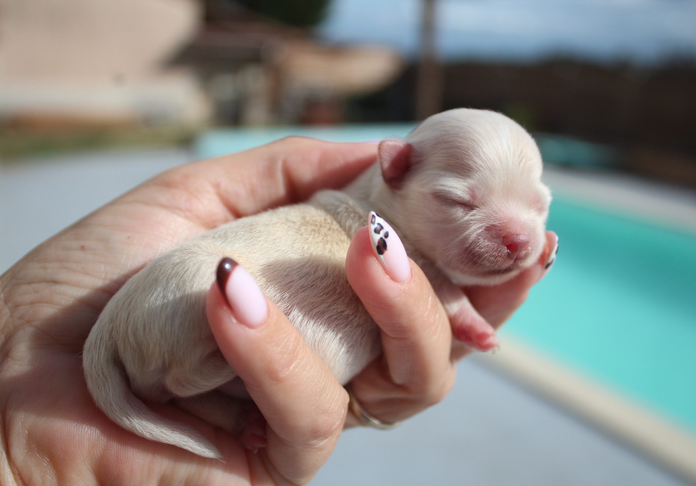 Des Minis Trésors - Chiots disponibles - Chihuahua