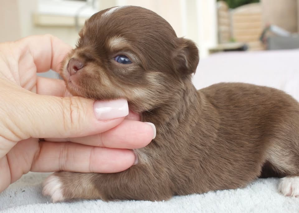 Des Minis Trésors - Chiots disponibles - Chihuahua