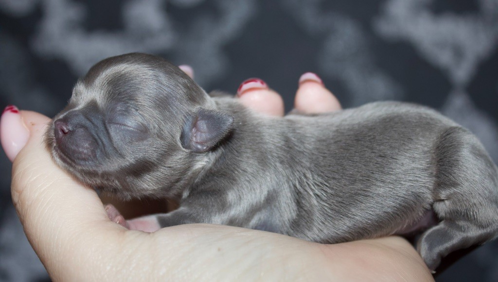 Des Minis Trésors - Chiots disponibles - Chihuahua