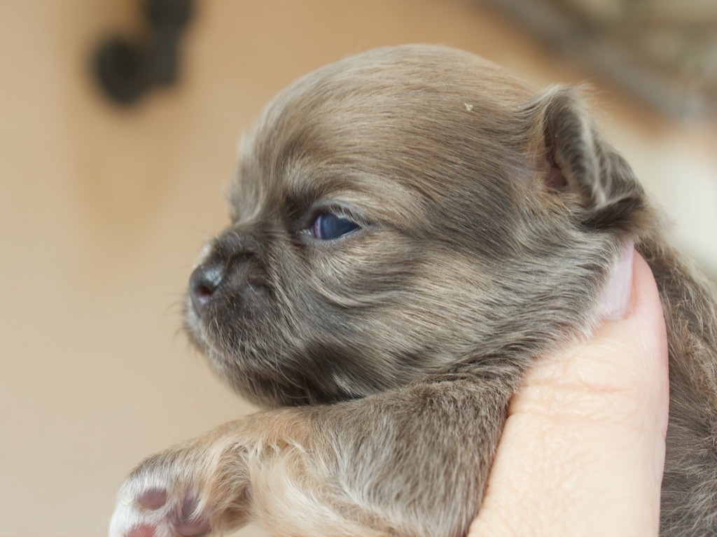 Des Minis Trésors - Chiots disponibles - Chihuahua