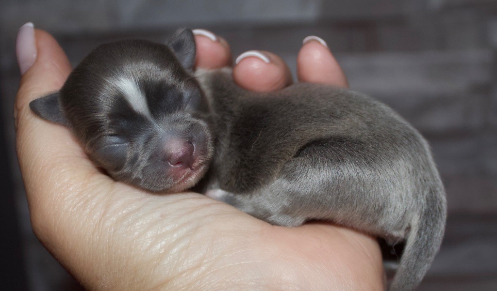 Des Minis Trésors - Chiots disponibles - Chihuahua