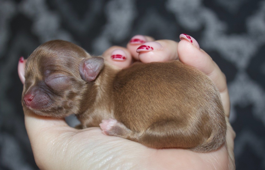 Des Minis Trésors - Chiots disponibles - Chihuahua