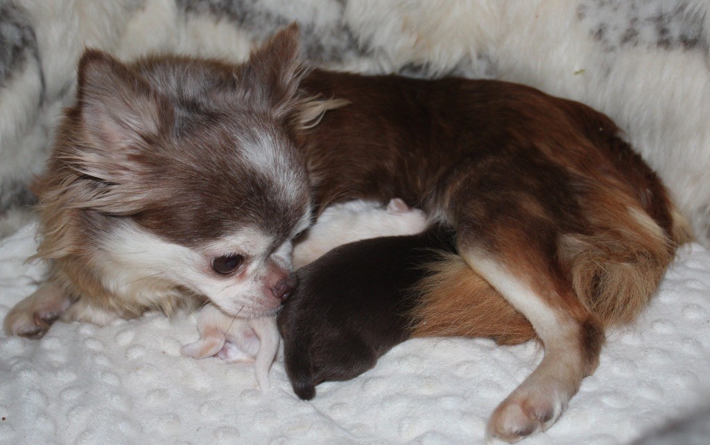 Chiot Chihuahua Des Minis Trésors