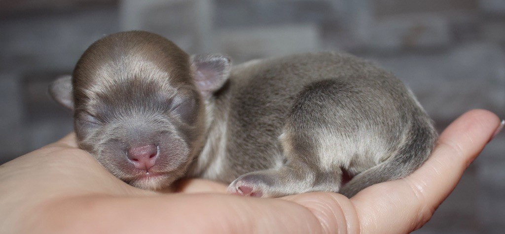 Des Minis Trésors - Chiots disponibles - Chihuahua