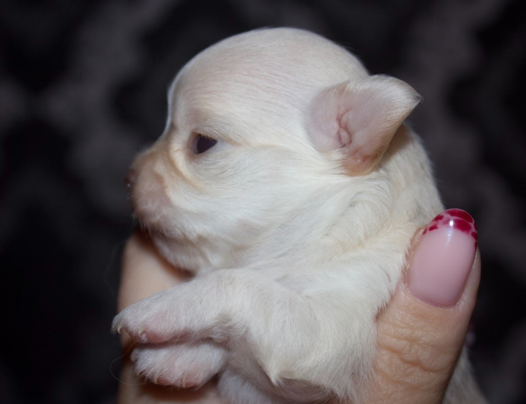 Des Minis Trésors - Chiots disponibles - Chihuahua