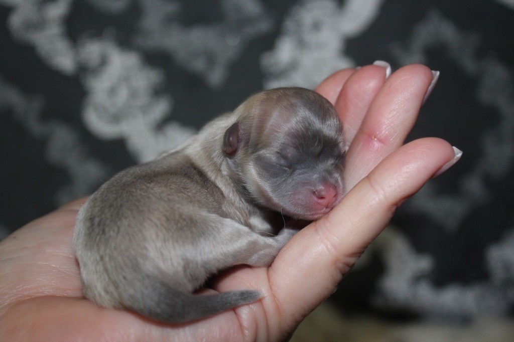 Des Minis Trésors - Chiots disponibles - Chihuahua