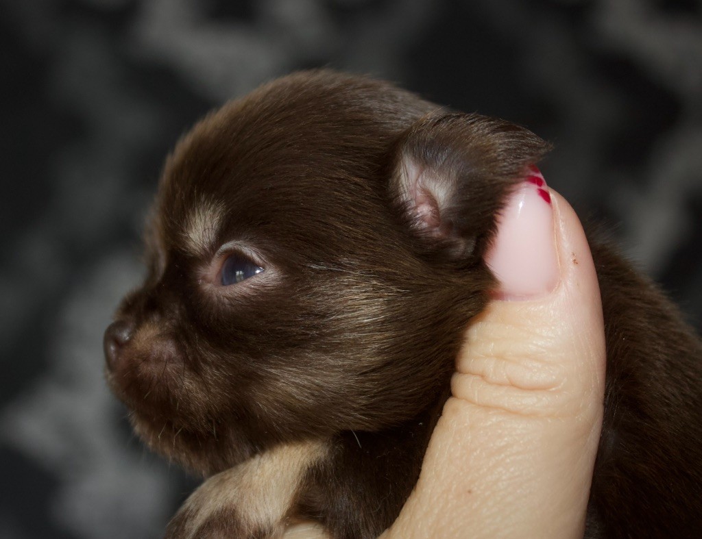Des Minis Trésors - Chiots disponibles - Chihuahua