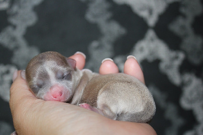CHIOT 2
