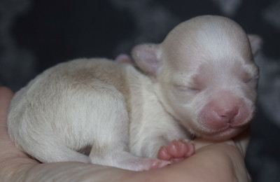Chiot N°4