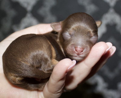 Chiot N°1