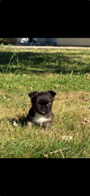 Chiot N°2
