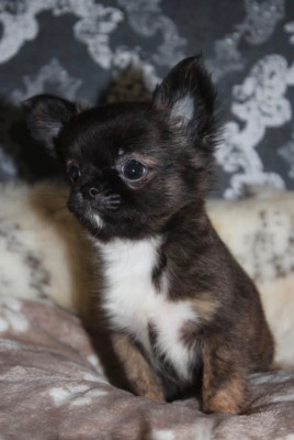 Chiot N°1