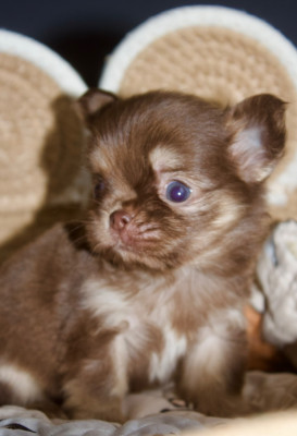 Chiot N°2
