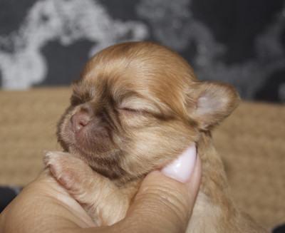 Chiot N°3
