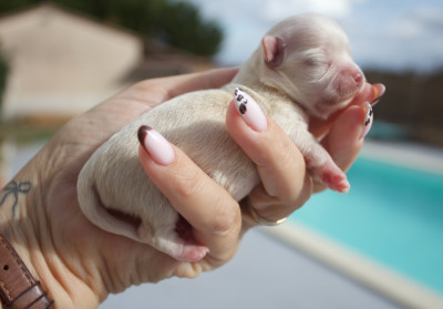 Chiot N°2