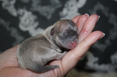 CHIOT 4